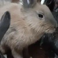 خرگوش سالم 200تخفیفم به خریدار میدم