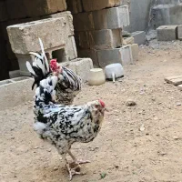 مرغ خروس گلین اصیل و مرغ ایام سمانی|حیوانات مزرعه|کاکی, |دیوار