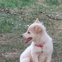 سگ نر شش ماهه|سگ|میاندوآب, |دیوار