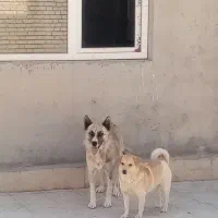 واگذاری 2تاسگ نژاددار|سگ|معصومیه, |دیوار