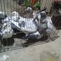 کفتر فروش فوری