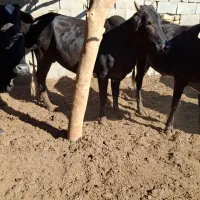 فروش تعداد گوساله وگستر