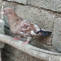 کله ای تاپ برنجی امیدیه