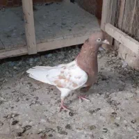 کبوتر رنگی|پرنده|قم, کاسه گران|دیوار