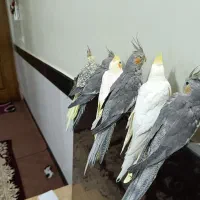 شیش عدد عروس هلندی مولد و جوجه|پرنده|ملایر, |دیوار