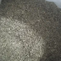 زیره کوهی