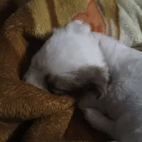 حیوان خانگی|سگ|تهران, فلسطین (میدان انقلاب)|دیوار