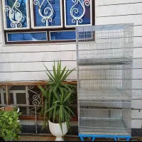 عروس هلندی و گرینچیک|پرنده|خرمآباد, |دیوار