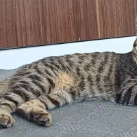 واگذاری گربه نژاد DSH