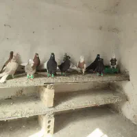 کفتر