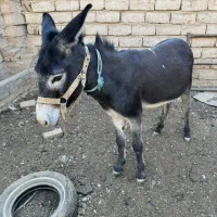 خر . الاغ|حیوانات مزرعه|هشتگرد, هیو|دیوار