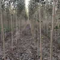 اشانتیـون رایـگان برای اولین 50 سفارش