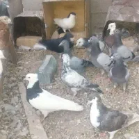 کبوتر
