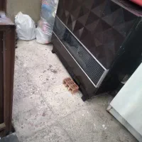 بخاری|بخاری، هیتر، شومینه|شیراز, بالا کفت|دیوار