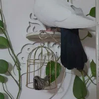 کبوتر نر دم سیا سرحال
