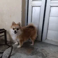 پامر روباهی ماده آماده جفتگیری|سگ|صحنه, |دیوار