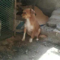 سگ پامر|سگ|بم, |دیوار