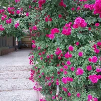 اجاره روزانه/هفتگی/ماهانه ویلا ۴۵۰ متری باغبهادران|اجارهٔ کوتاه‌مدت ویلا و باغ|اصفهان, شهرستان|دیوار