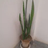 گل طبیعی|گل و گیاه طبیعی|نیشابور, شهرک فیروزه|دیوار