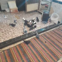 تعدادی مجسمه