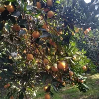 ۱۱۰۰متر زمین در روستای چلاسر سلیمان آباد