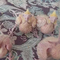 جوجه عروس هلندی لوتینو