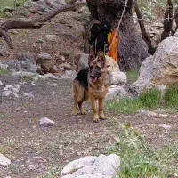 ژرمن کلاسیک موکوتاه ماده