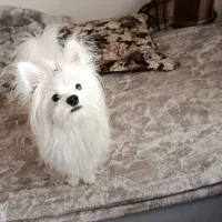 واگذاری شیتزو پامر