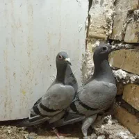 جفت جوجه مسافتی