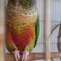 گرینچیک سخنگو|پرنده|مشهد, ثامن|دیوار