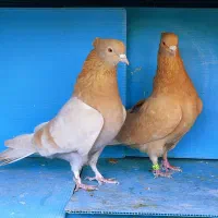 کفترشمرونی