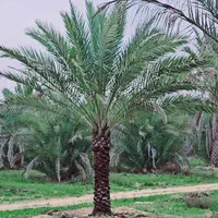 پالم فونیکس لاتانیا بزرگترین مزرعه نخل ایران|خدمات باغبانی و درختکاری|کرج, مهرویلا جنوبی|دیوار