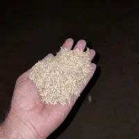 جو بذری