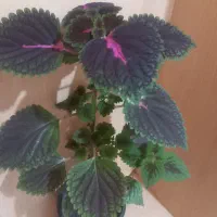 گل.|گل و گیاه طبیعی|اهواز, اهواز|دیوار