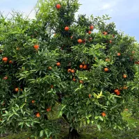 پرتقال تامسون و خونی و یافا محلی ارگانیک