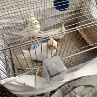 طوطی عروس لوتینو|پرنده|نظرآباد, رسالت|دیوار