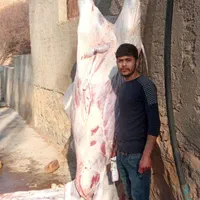 سلاخی وذبح گوساله و گوسفند و شتر و شتر مرغ