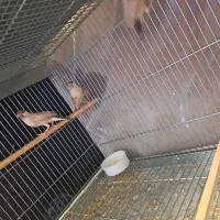 فنچ نرگسی شکلاتی|پرنده|اصفهان, سعادتآباد|دیوار