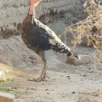 یک بوقلمون|حیوانات مزرعه|آران و بیدگل, |دیوار