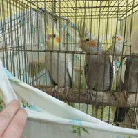 دو عدد جوجه عروس هلندی|پرنده|رشت, سلیمانداراب|دیوار
