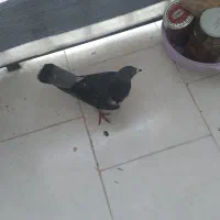 دو عدد کبوتر آلمانی وپلاکی