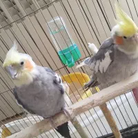 جفت عروس هلندی