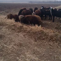 61بره نر دشتی نیم گوشت36ملیون|حیوانات مزرعه|نقده, |دیوار