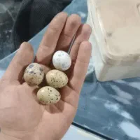 فروش بلدرچین تخم گذار