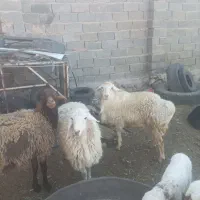بره چاق|حیوانات مزرعه|سده (خراسان جنوبی), |دیوار