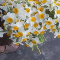 گل نرگس|گل و گیاه طبیعی|بهبهان, |دیوار