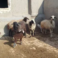 شیشک میش|حیوانات مزرعه|بوئین زهرا, |دیوار