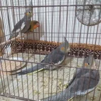 عروس هلندی|پرنده|مشهد, کشف|دیوار