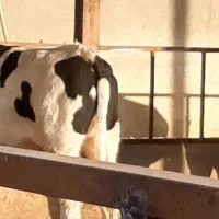 گوساله چاق|حیوانات مزرعه|تاکستان, |دیوار