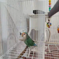 طوطی برزیلی نر  رنگ خواص
